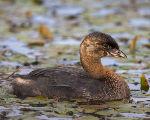 Pied-billed Grebe