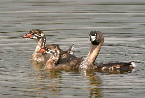 Pied-billed Grebe