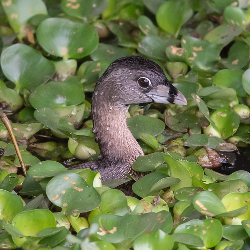 Pied-billed Grebe