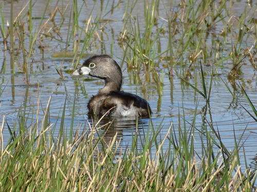 Pied-billed Grebe