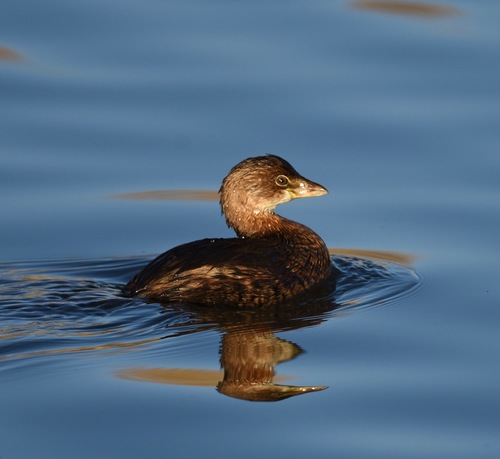 Pied-billed Grebe
