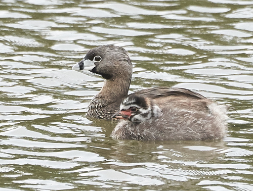 Pied-billed Grebe