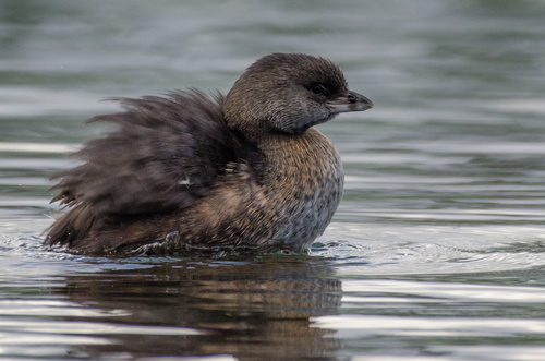 Pied-billed Grebe