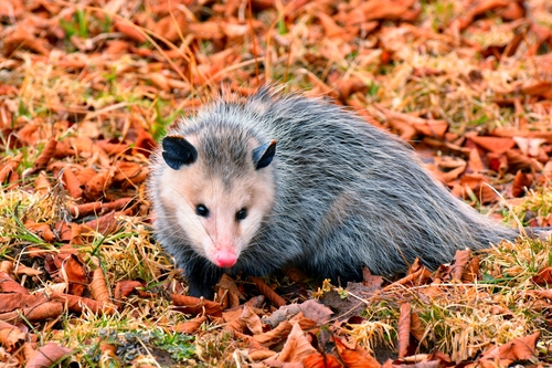 Virginia Opossum