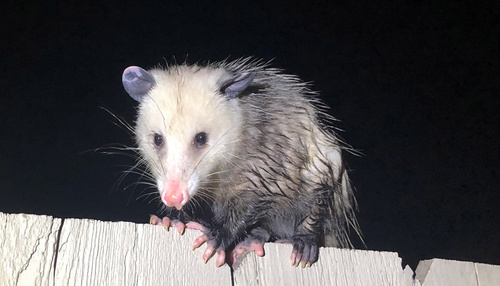 Virginia Opossum