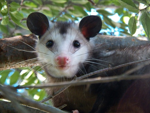 Virginia Opossum