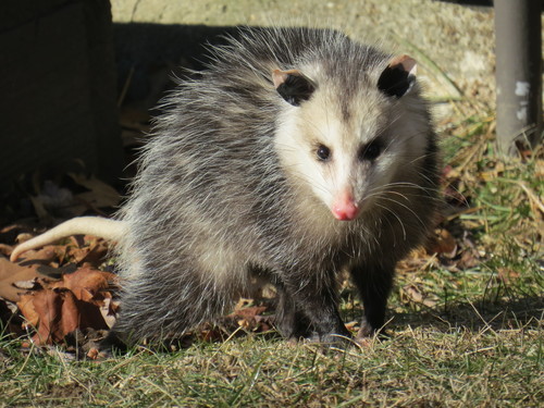 Virginia Opossum