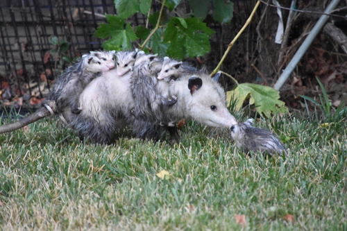 Virginia Opossum