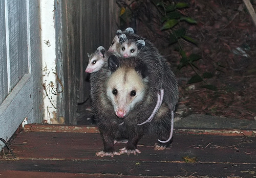 Virginia Opossum