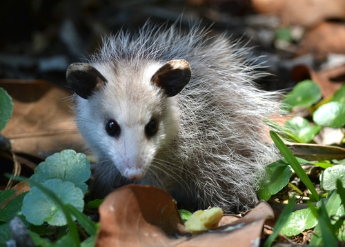 Virginia Opossum