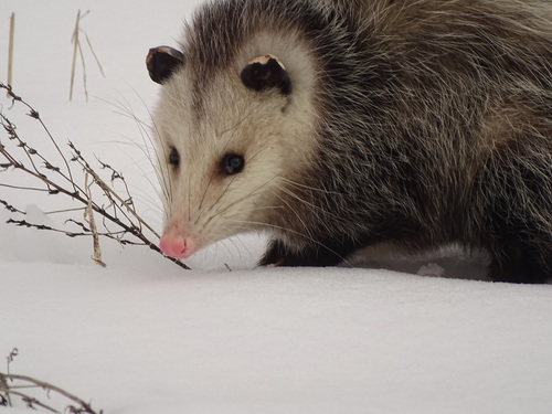 Virginia Opossum