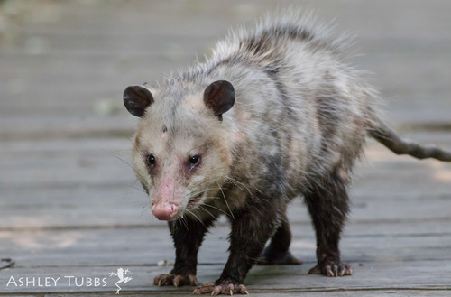 Virginia Opossum