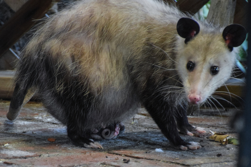 Virginia Opossum