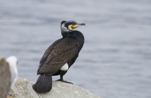 Great Cormorant