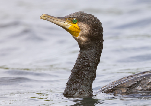Great Cormorant