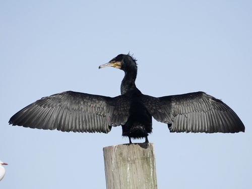 Great Cormorant