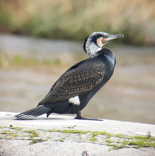 Great Cormorant