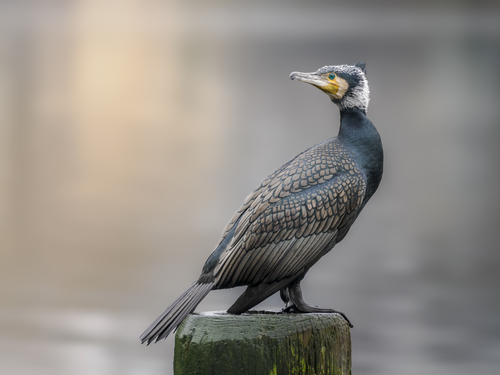 Great Cormorant