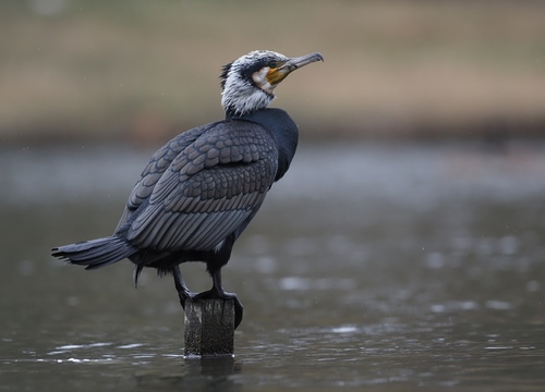 Great Cormorant