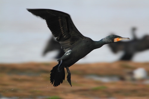 Great Cormorant