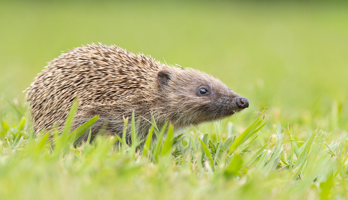 Common Hedgehog