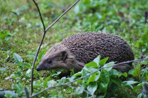Common Hedgehog