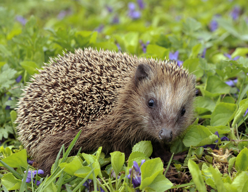 Common Hedgehog