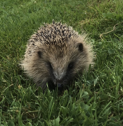 Common Hedgehog