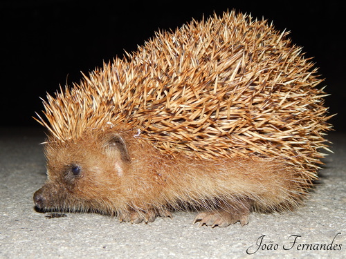 Common Hedgehog