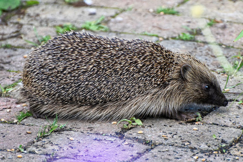 Common Hedgehog