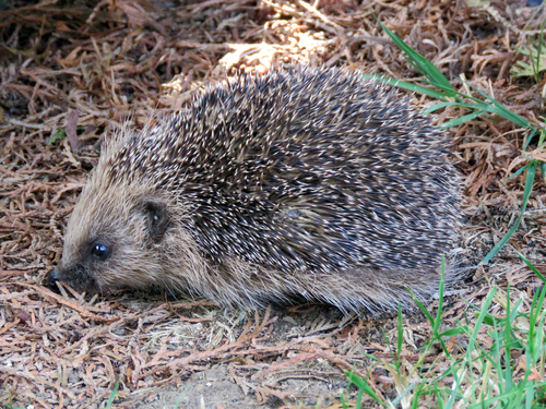 Common Hedgehog