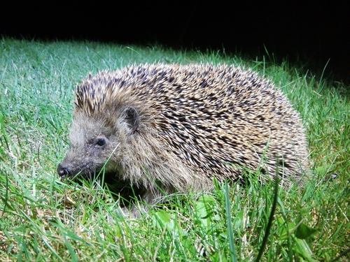 Common Hedgehog