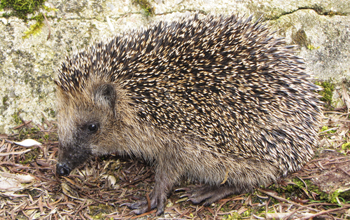 Common Hedgehog