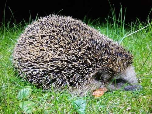 Common Hedgehog