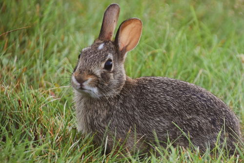 Eastern Cottontail