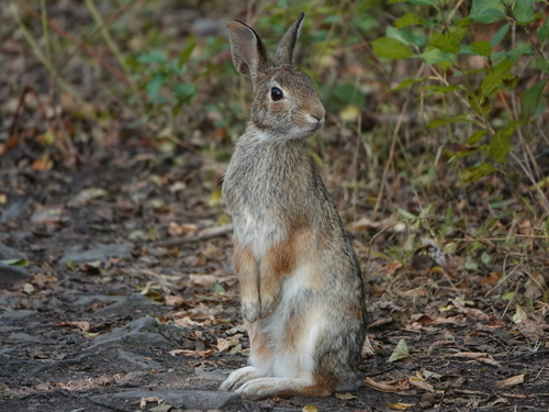 Eastern Cottontail