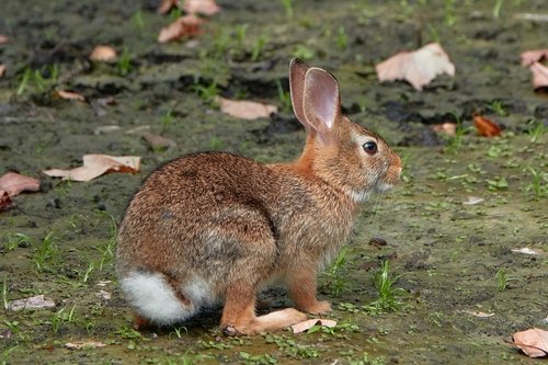 Eastern Cottontail