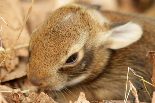 Eastern Cottontail