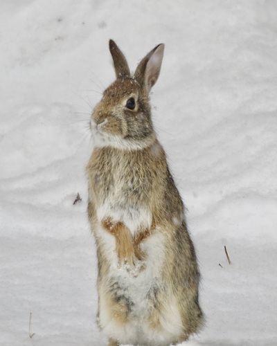 Eastern Cottontail
