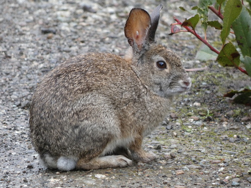 Brush Rabbit