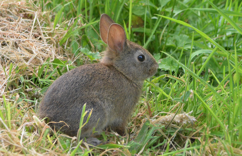 Brush Rabbit