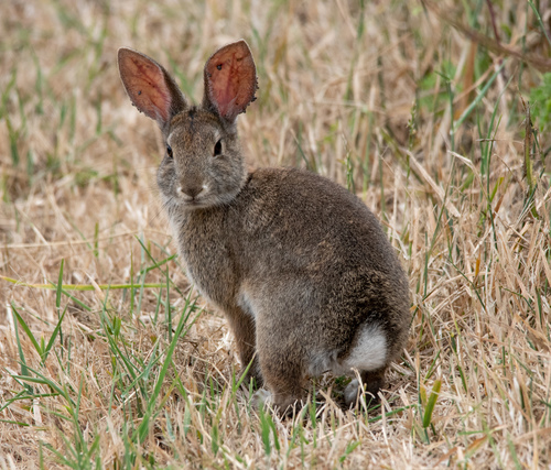 Brush Rabbit