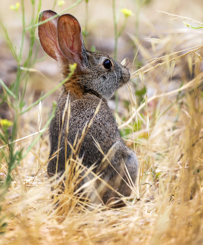 Brush Rabbit