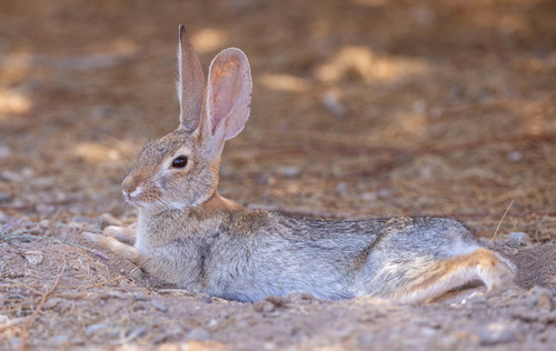 Desert Cottontail
