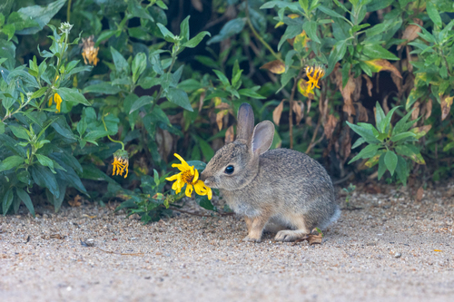 Desert Cottontail