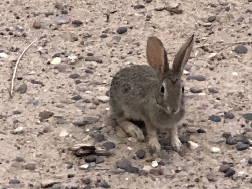 Desert Cottontail