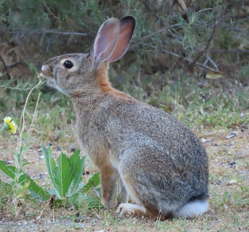 Desert Cottontail