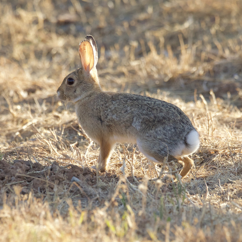 Desert Cottontail