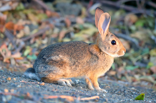 Desert Cottontail