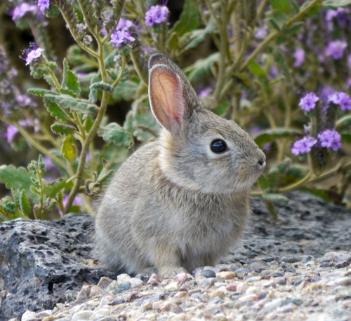 Desert Cottontail